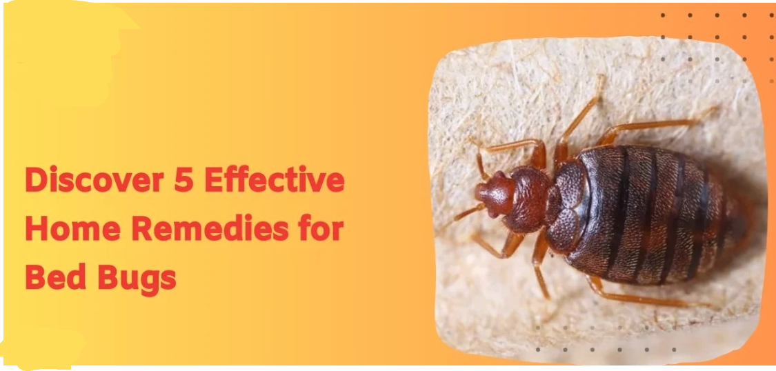 home remedy for bed bug removal