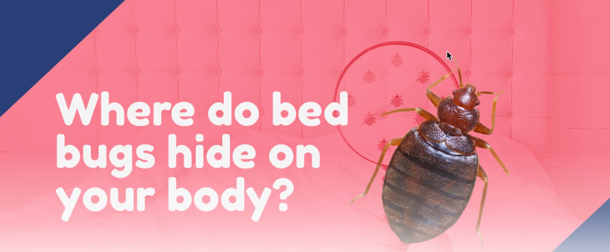 where do bed bugs hide